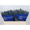 Eryngium Blue Dynamite