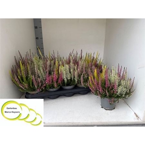 Callu Bl Quattro G