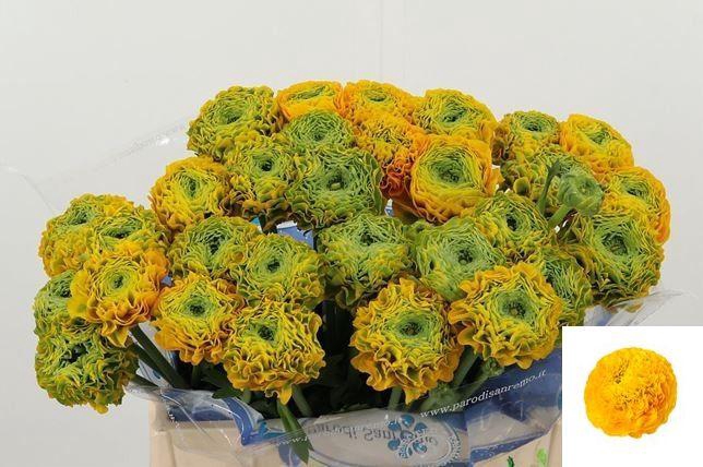 <h4>RAN PON PON LUNA</h4>