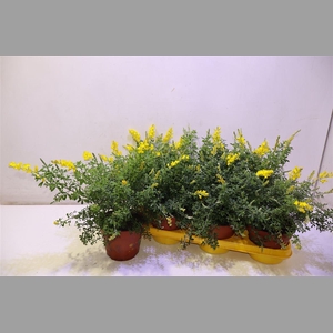 Genista X Sp