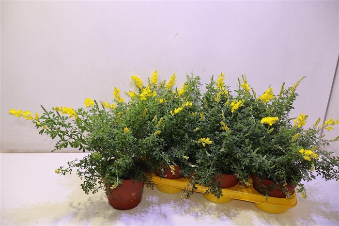 <h4>Genista X Sp</h4>