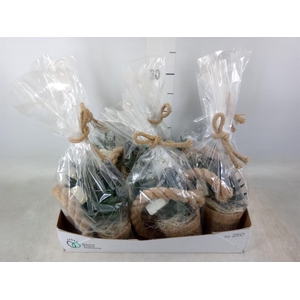 Arr.   Kamerplant Groen L%