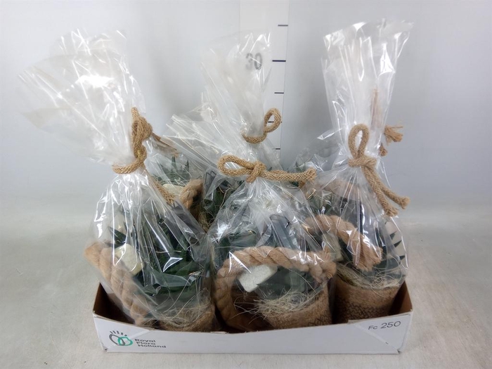 <h4>Arr. Kamerplant Groen L%</h4>