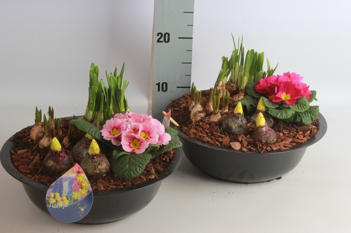 <h4>ARR BOL KNOLGEWAS</h4>