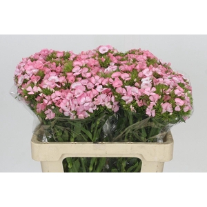 Dianthus Br Princess