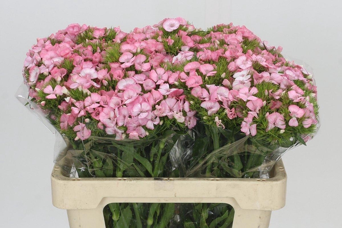 <h4>Dianthus Br Princess</h4>