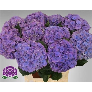 Hydr M My Riviera 80cm