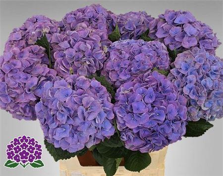 <h4>Hydr M My Riviera 80cm</h4>