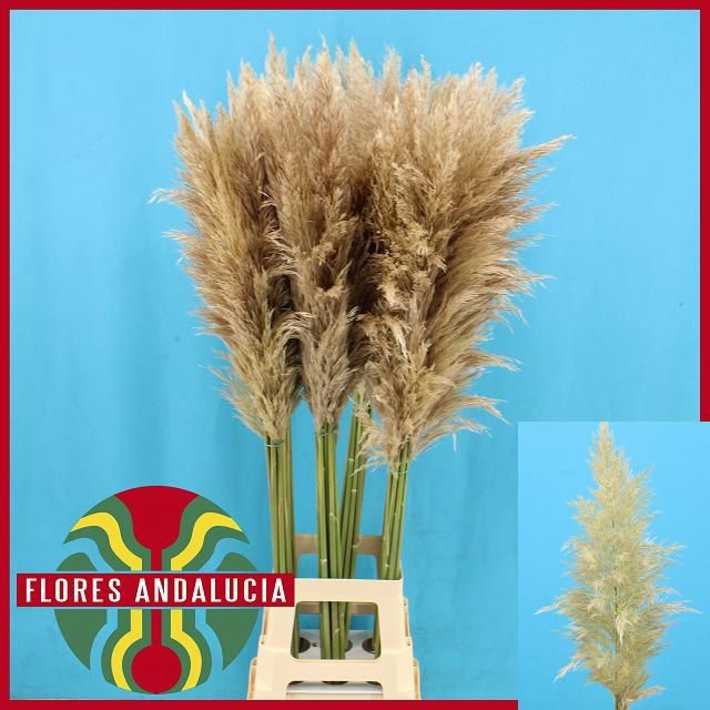 CORTA SE EVITA FRESH 120CM ESPANA