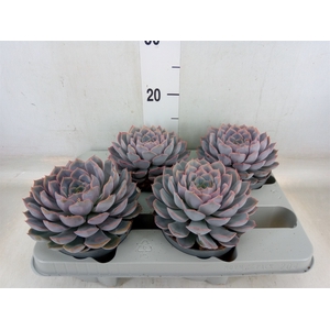 Echeveria  'Orion'