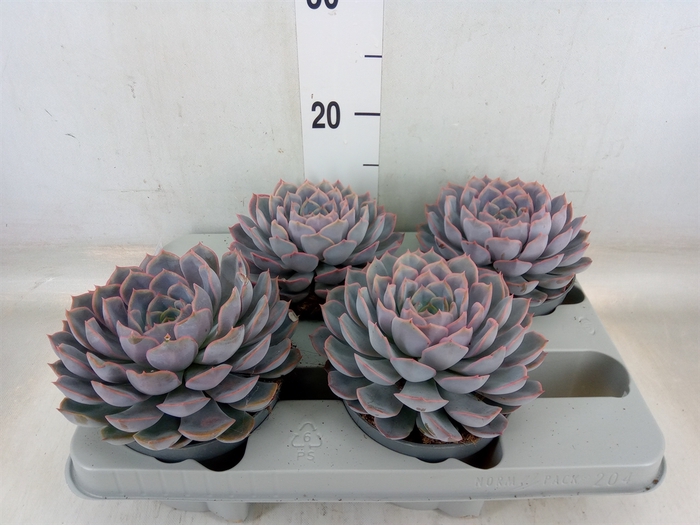 <h4>Echeveria  'Orion'</h4>