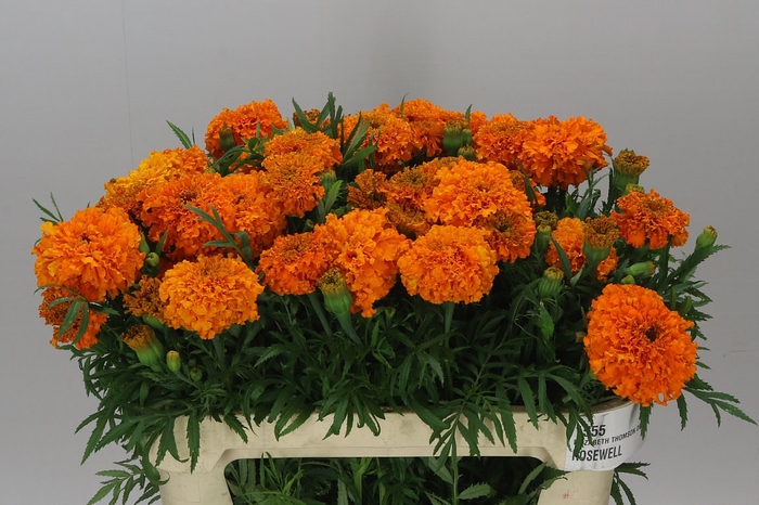 <h4>Tagetes E Promise Orange</h4>