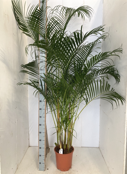 <h4>DYPSIS LUTESCENS</h4>