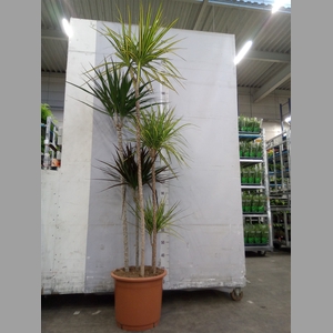 Dracaena   ...mix