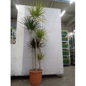 Dracaena   ...mix
