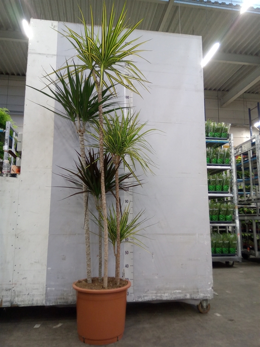 <h4>Dracaena   ...mix</h4>