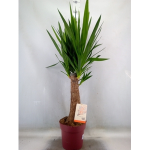 Yucca elephantipes   ...