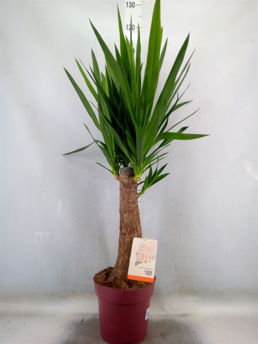 <h4>Yucca elephantipes   ...</h4>