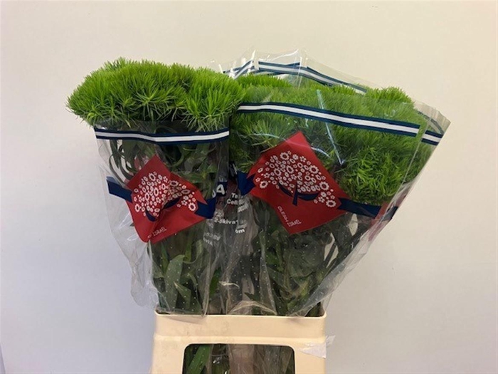 <h4>DI BARB KIWI MELLOW</h4>