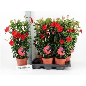 Mande Di Topaze Verm