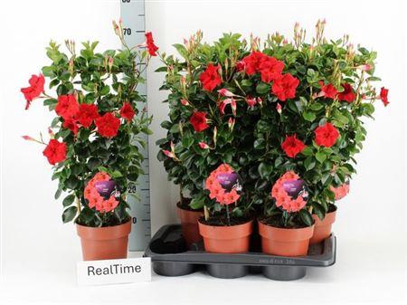 <h4>Mande Di Topaze Verm</h4>