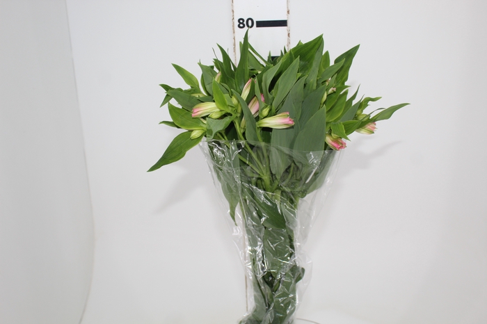 <h4>ALSTROEMERIA DUBAI 080 CM</h4>
