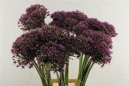 <h4>Allium Cherry</h4>