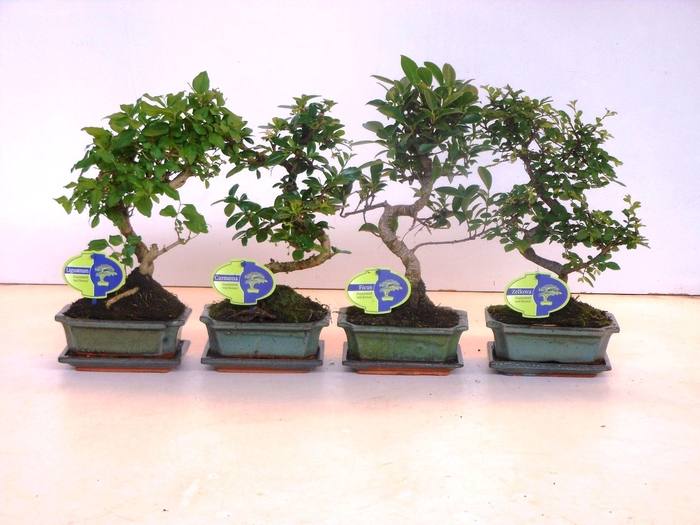 <h4>Bonsai mix, indoor, 15 cm., shape, with drip tray</h4>