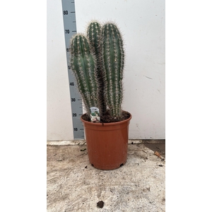 PACHYCEREUS PRINGLEI