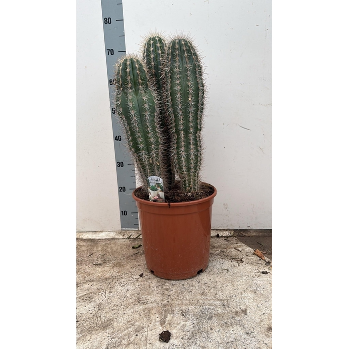 <h4>PACHYCEREUS PRINGLEI</h4>