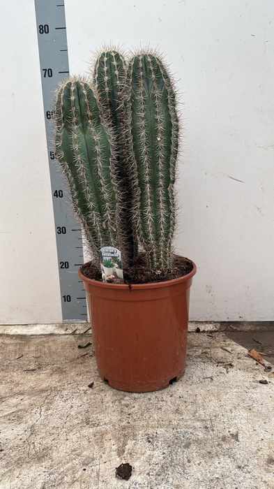 PACHYCEREUS PRINGLEI