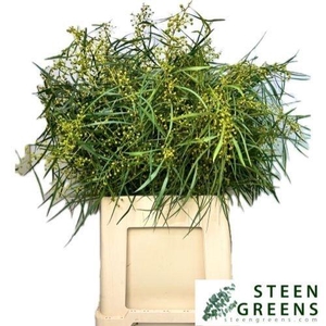 Acacia Baileya Bl Per Bos