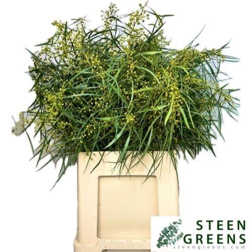 <h4>Acacia Baileya Bl Per Bos</h4>