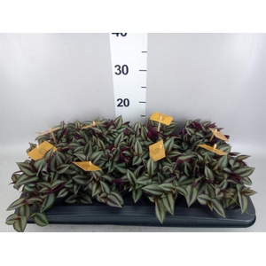Tradescantia zebr. 'Purpusii'