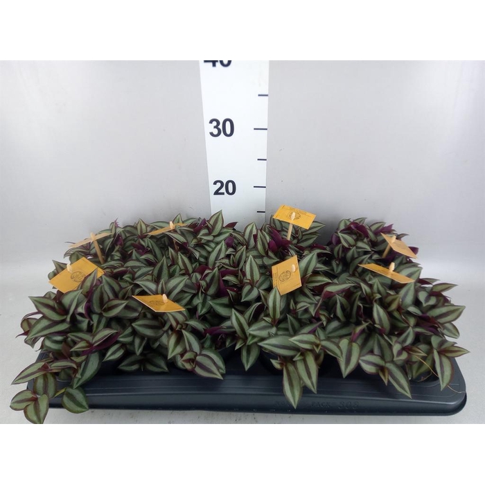 <h4>Tradescantia zebr. 'Purpusii'</h4>