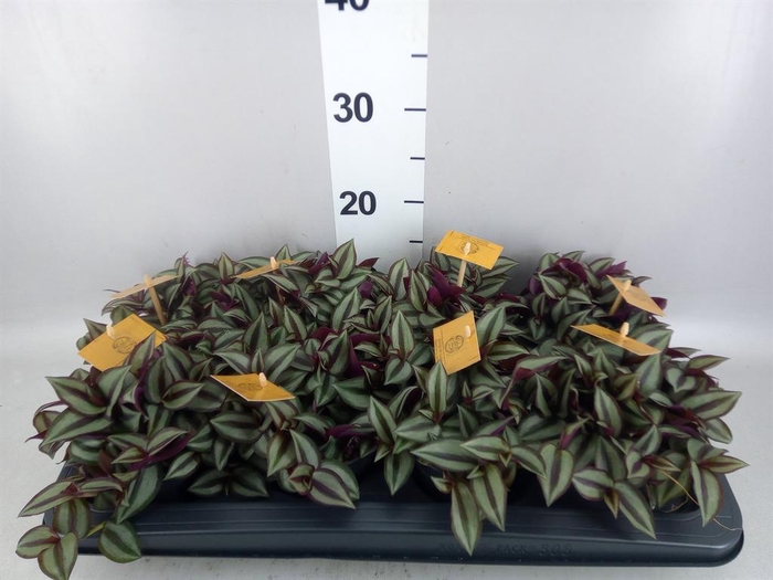Tradescantia zebr. 'Purpusii'