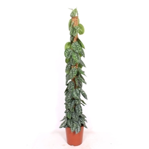 Scindapsus Trebie