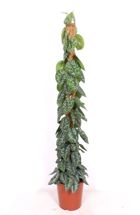 <h4>Scindapsus Trebie</h4>
