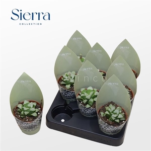 Haworthia Retusa Ssp. White (Sierra)