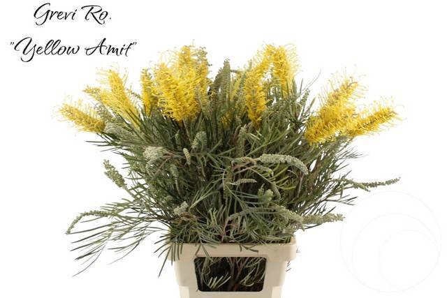 <h4>GREVI RO YELLOW AMIT</h4>