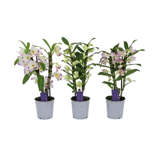 Dendrobium Nobilé, Basic Mix 2-tak