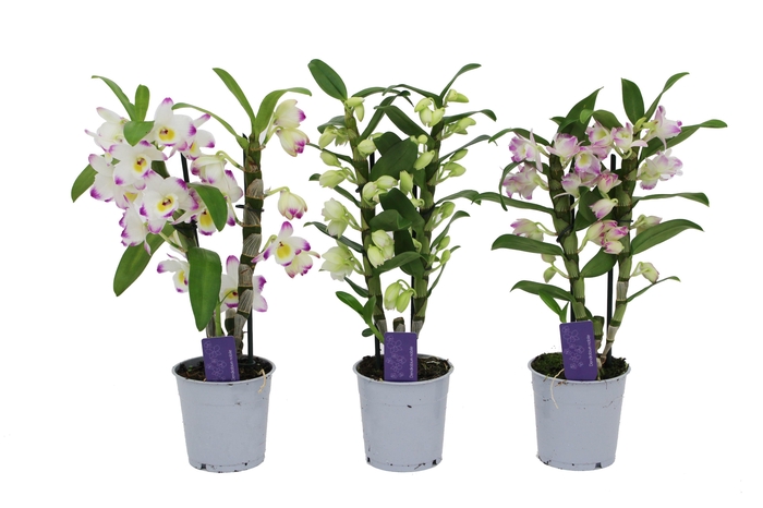 <h4>Dendrobium Nobilé, Basic Mix 2-tak</h4>
