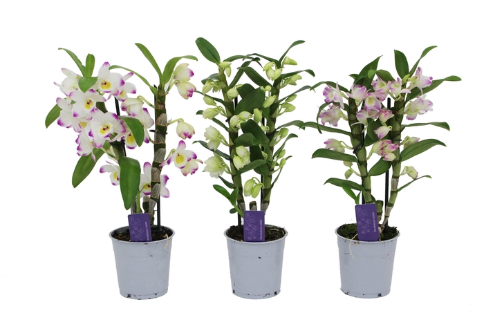 <h4>Dendrobium Nobilé, Basic Mix 2-tak</h4>