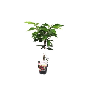 Prunus avium