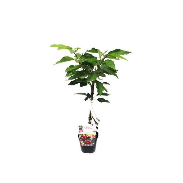 Prunus avium