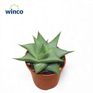 Haworthia Limifolia Roux