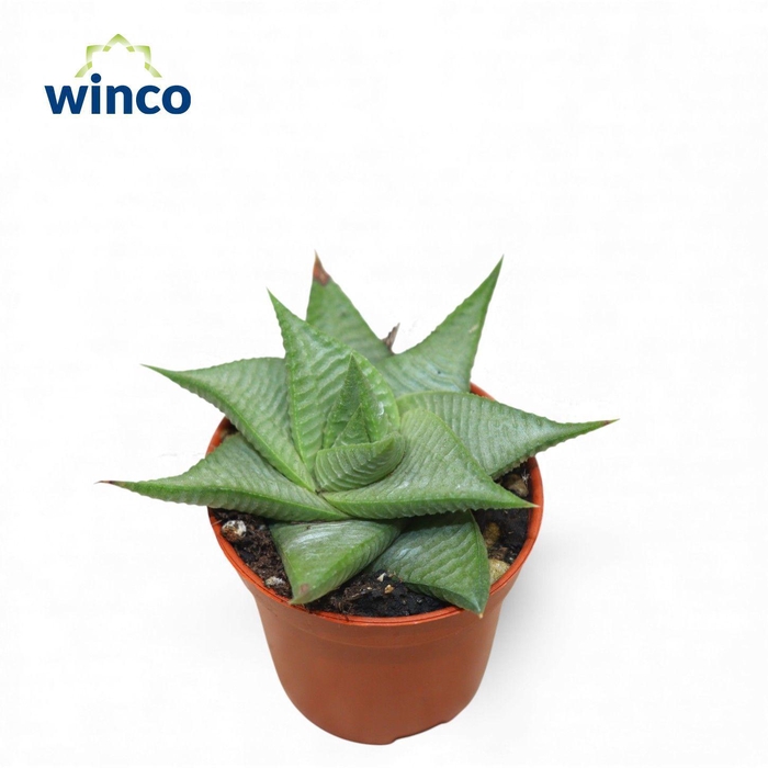 <h4>Haworthia Limifolia Roux</h4>