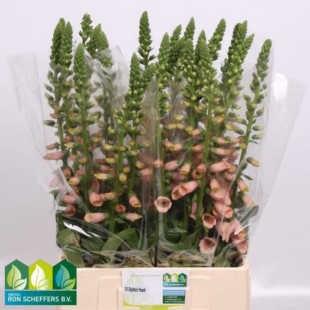<h4>DIGI PURPUREA</h4>
