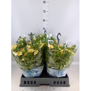 xPetchoa  'BeautiCal French Vanill'