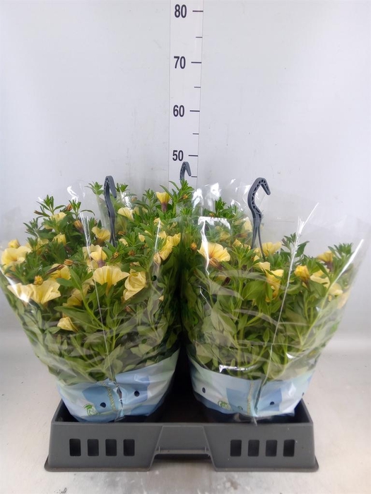 <h4>xPetchoa  'BeautiCal French Vanill'</h4>